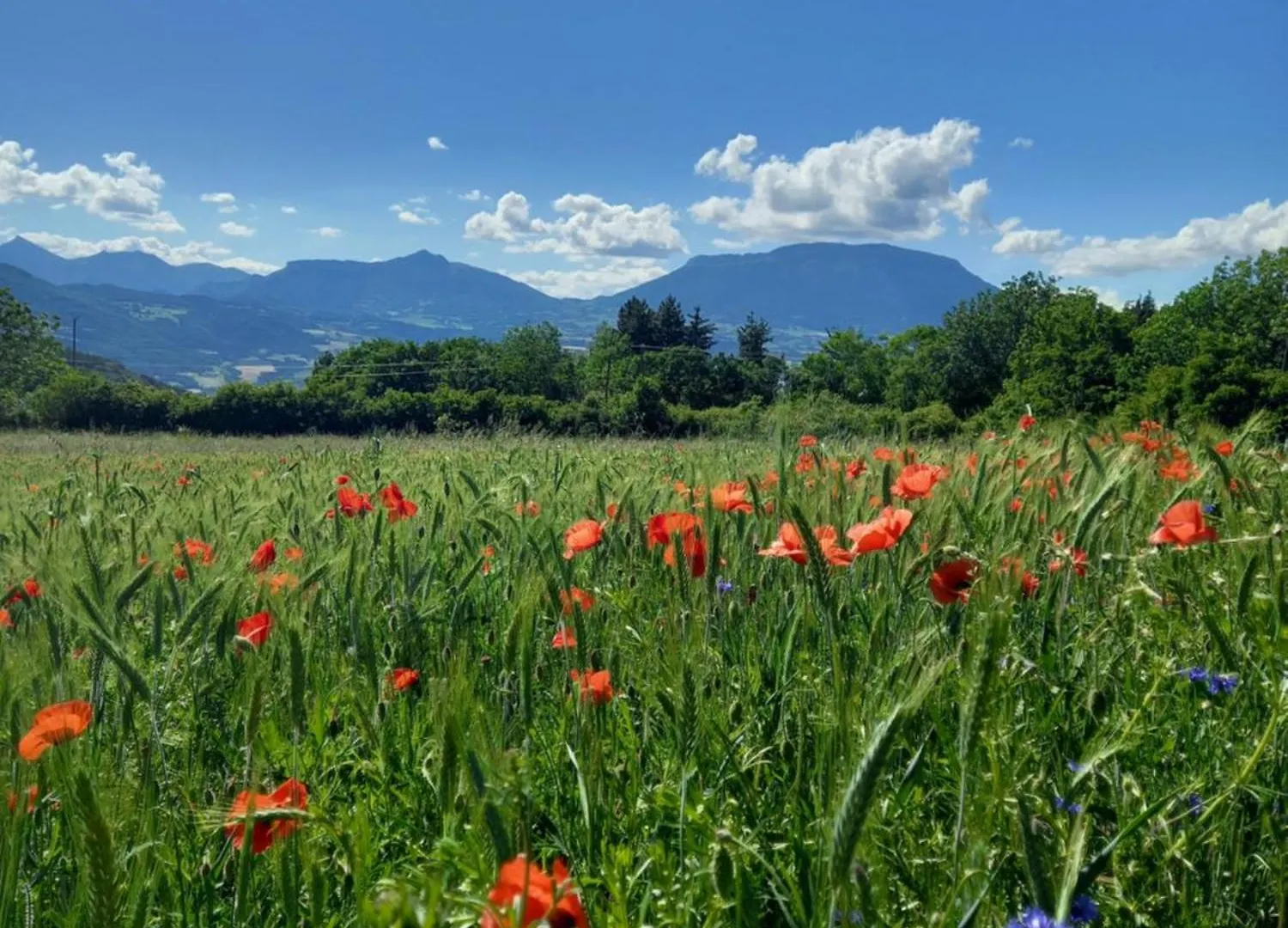Bed & Breakfast La Meridienne - Chambres D'Hotes Venterol  Frankrijk